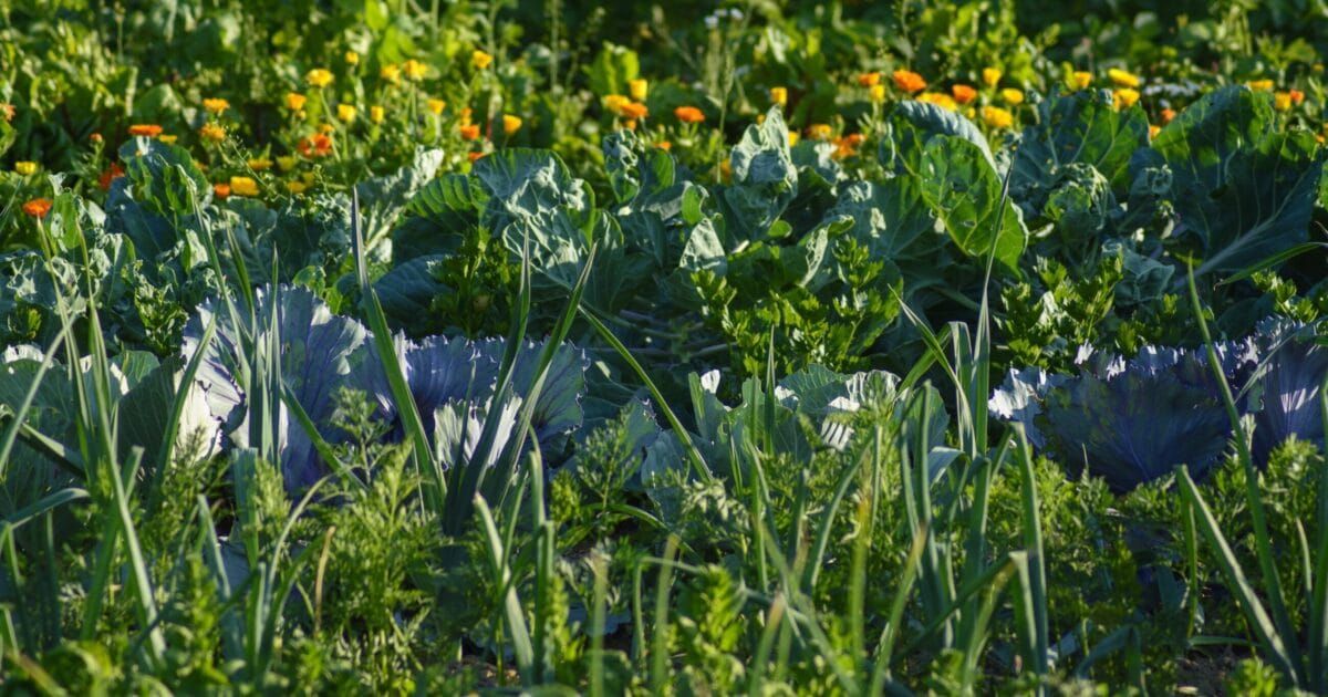 Plus de 40 % des échantillons de sol à Roulers contiennent des pesticides interdits