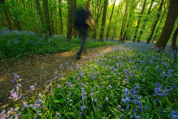 La ville de Courtrai fait une offre pour le Bellegembos : l'un des complexes forestiers les plus précieux du sud-ouest de la Flandre