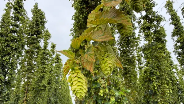 À Poperinge, les producteurs de houblon retardent le début de la récolte en raison de la chaleur ; le rendement est inférieur de 20 %