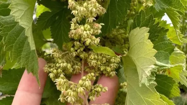 Poperinge appelle à rechercher des plants de houblon mâles : « Nuisibles à la qualité de la culture du houblon »