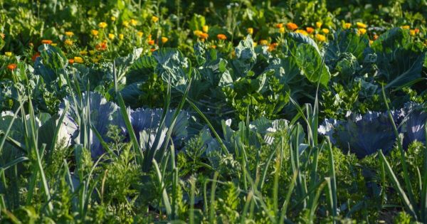 Plus de 40 % des échantillons de sol à Roulers contiennent des pesticides interdits