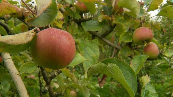 Wat is de impact van de droogte op onze boomgaarden?