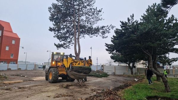 Duinkerke redt zijn bomen door ze… in een couveuse te plaatsen