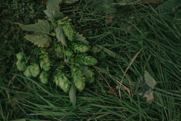 Florent Ladeyn van Auberge du Vert Mont, een geëngageerde chef die radicale keuzes maakt