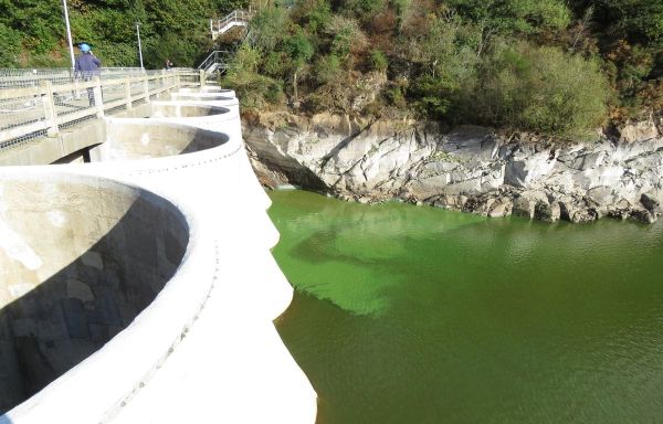 Rijsel: door vervuiling en hittegolven woekeren waterplanten in het Deûlekanaal