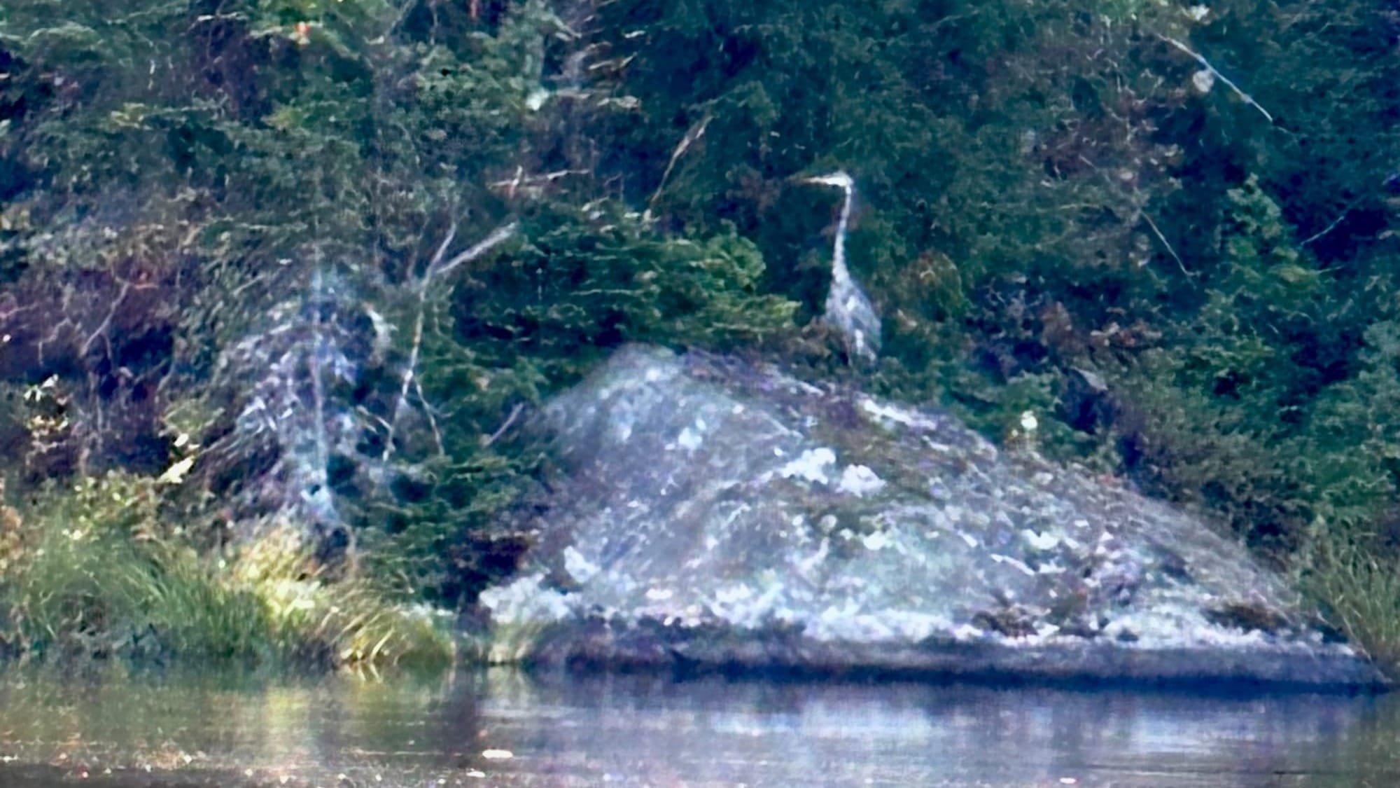 A heron standing on a rock by the water at Riverlands State Park, leading kayakers through coves and tall reeds.