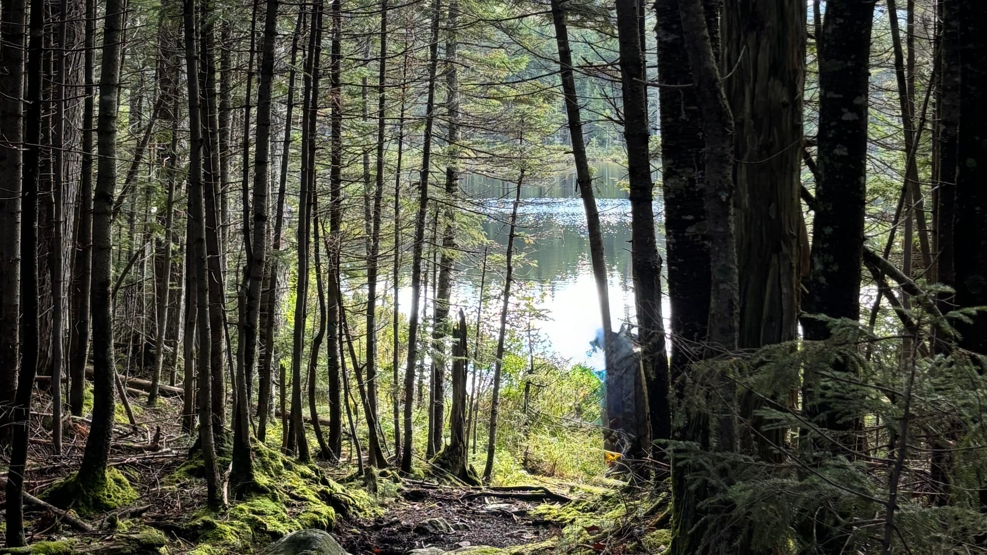 Forest trail surrounded by tall trees and soft sunlight filtering through—a calming, serene nature escape.