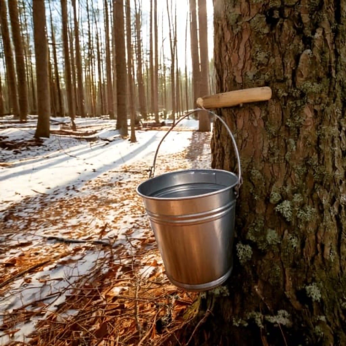 A metal sap bucket hangs from a tapped maple tree, slowly filling with fresh sap as the snow melts around its base.