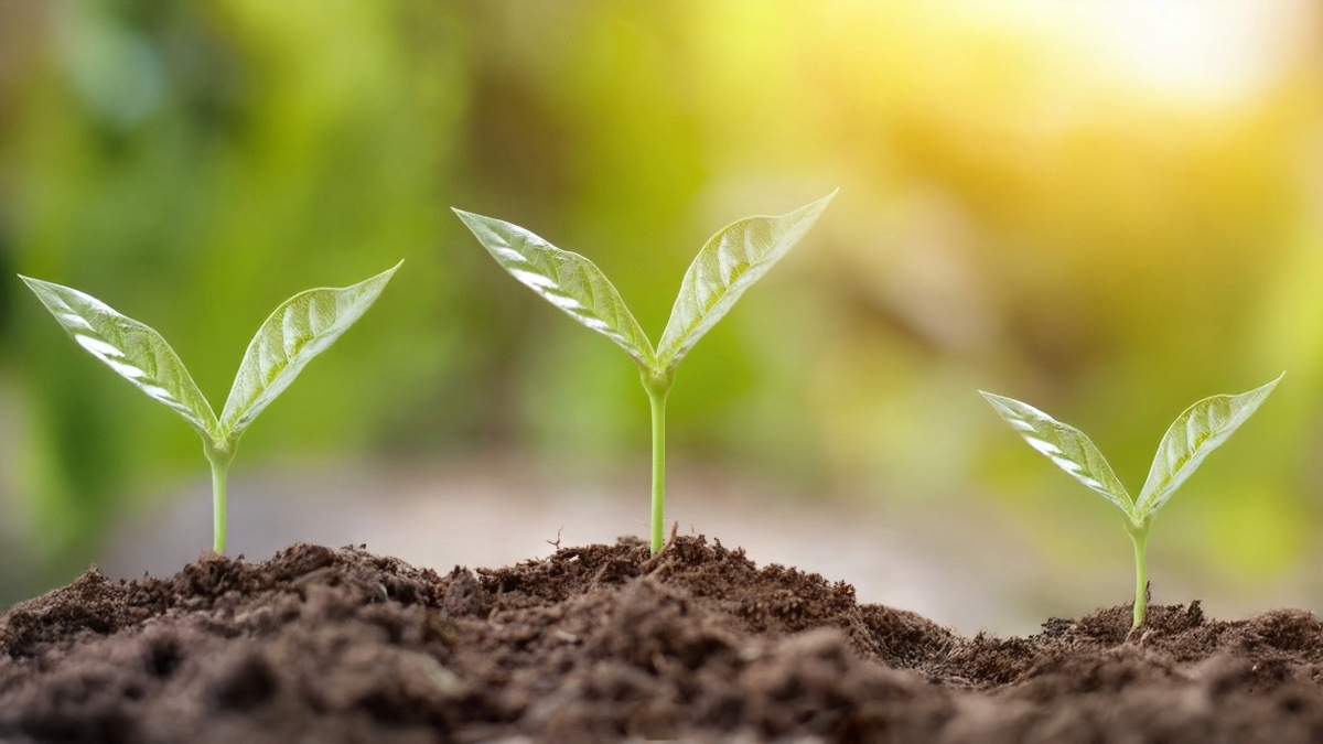 A tiny green seedlings emerging from rich soil, surrounded by soft sunlight, symbolizing new growth and small wins.