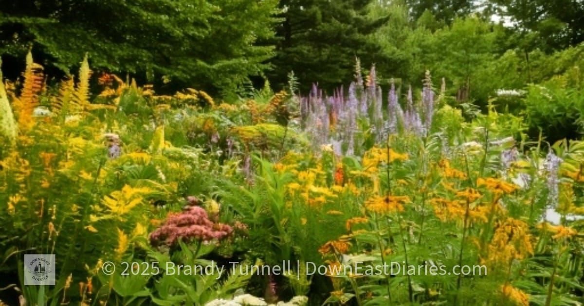 A thriving Maine native garden filled with wildflowers like goldenrod, asters, and bee balm