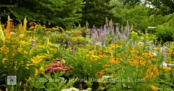 A thriving Maine native garden filled with wildflowers like goldenrod, asters, and bee balm