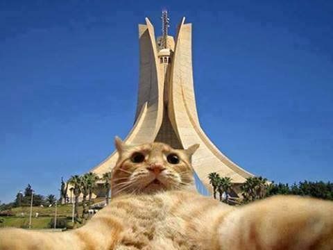 Shook Some Action: thoughts on new records by Algiers + Death Valley Girls. (plus February playlist)