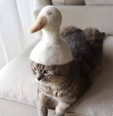 Geese, Rhys, Warp, and Retirement