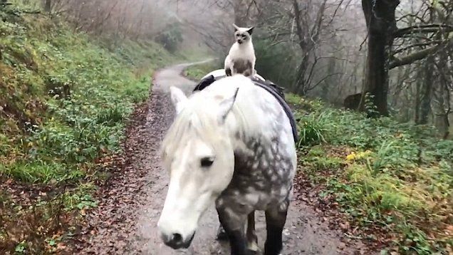 Rock Her Like a Martyr: Live music, new music, music music