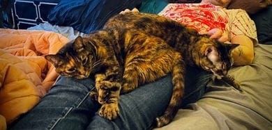 Endtime Buddies: Notes on Lungfish and Bonnie Prince Billy, In the Approximate Spirit of One of The Longer Lungfish or Bonnie Prince Billy Songs