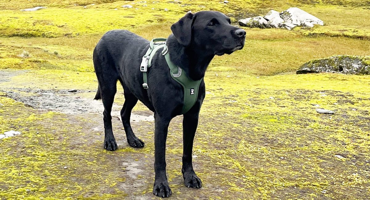 Hurtta – Kvalitetsutstyr til hund!