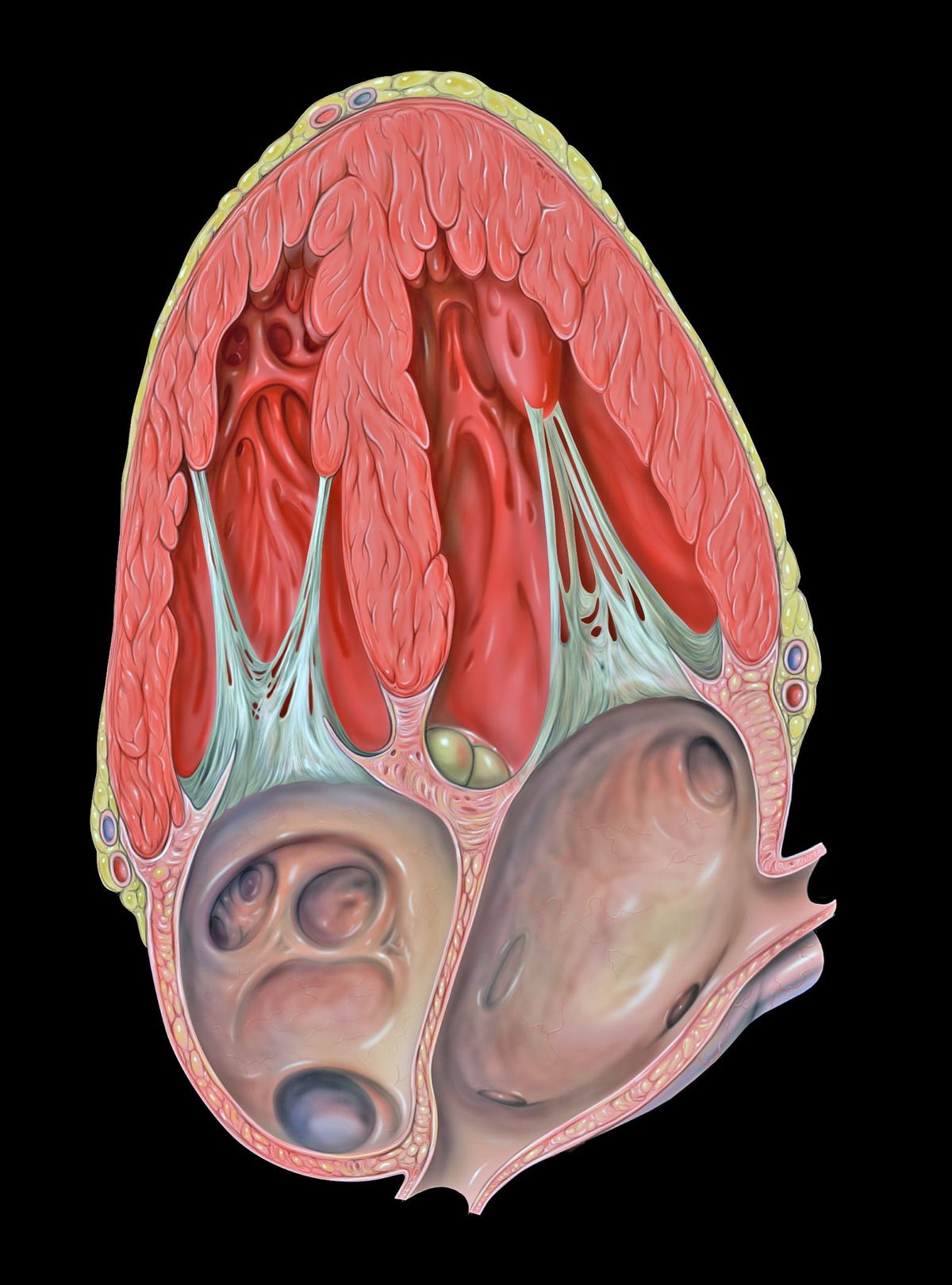 Ilustración anatómica de una vista apical de cuatro cámaras del corazón humano