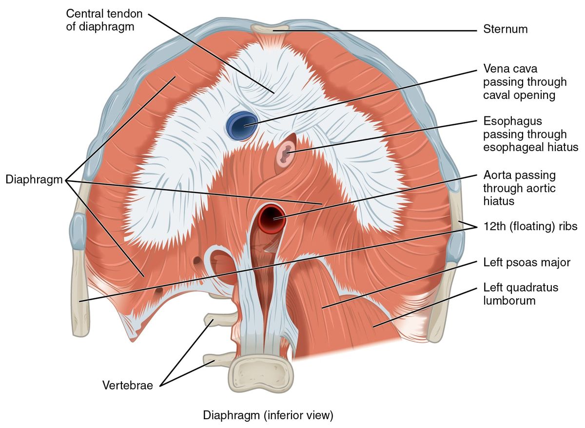 Vista inferior anatómica del diafragma, con el tendón central, las porciones musculares y los hiatos de la vena cava, el esófago y la aorta señalados en inglés