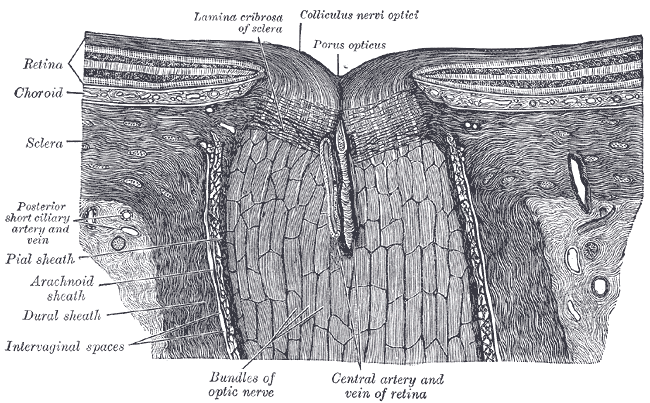 Lámina anatómica de la cabeza del nervio óptico y sus cubiertas meníngeas; ilustración anatómica, no una medición ecográfica
