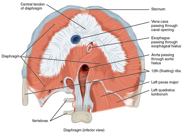 Vista inferior anatómica del diafragma, con el tendón central, las porciones musculares y los hiatos de la vena cava, el esófago y la aorta señalados en inglés