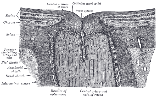 Lámina anatómica de la cabeza del nervio óptico y sus cubiertas meníngeas; ilustración anatómica, no una medición ecográfica