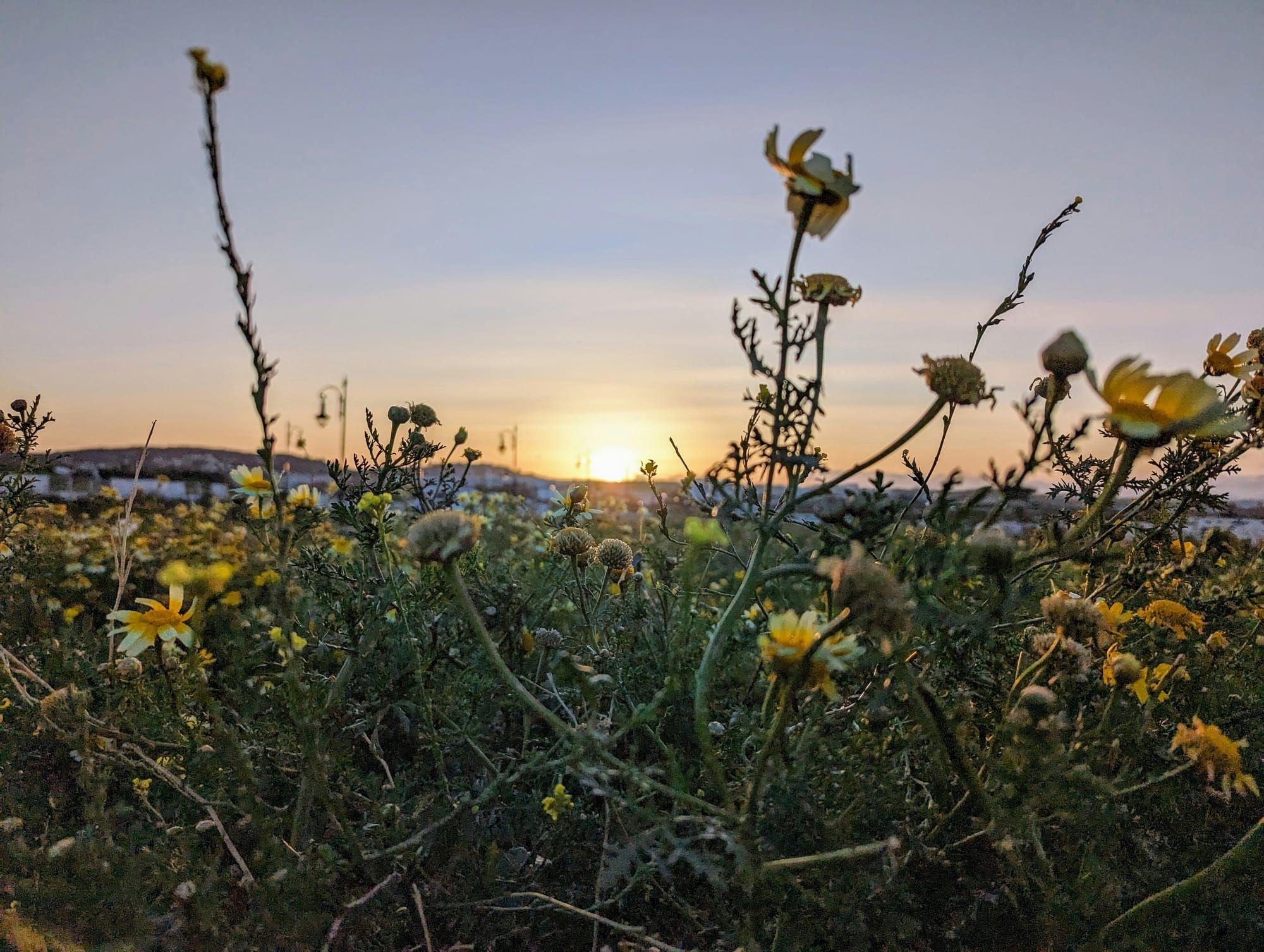 A field of wildflowers at sunset, with the sun low on the horizon behind them.