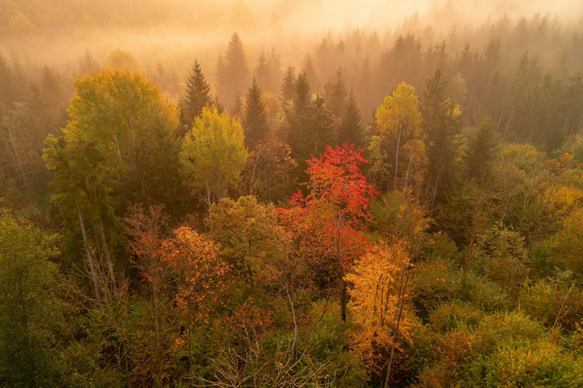 Aerial view of a misty autumn forest in warm morning light, with one bright red tree standing out among green, gold, and orange trees.