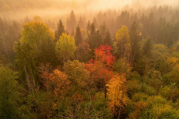 Aerial view of a misty autumn forest in warm morning light, with one bright red tree standing out among green, gold, and orange trees.