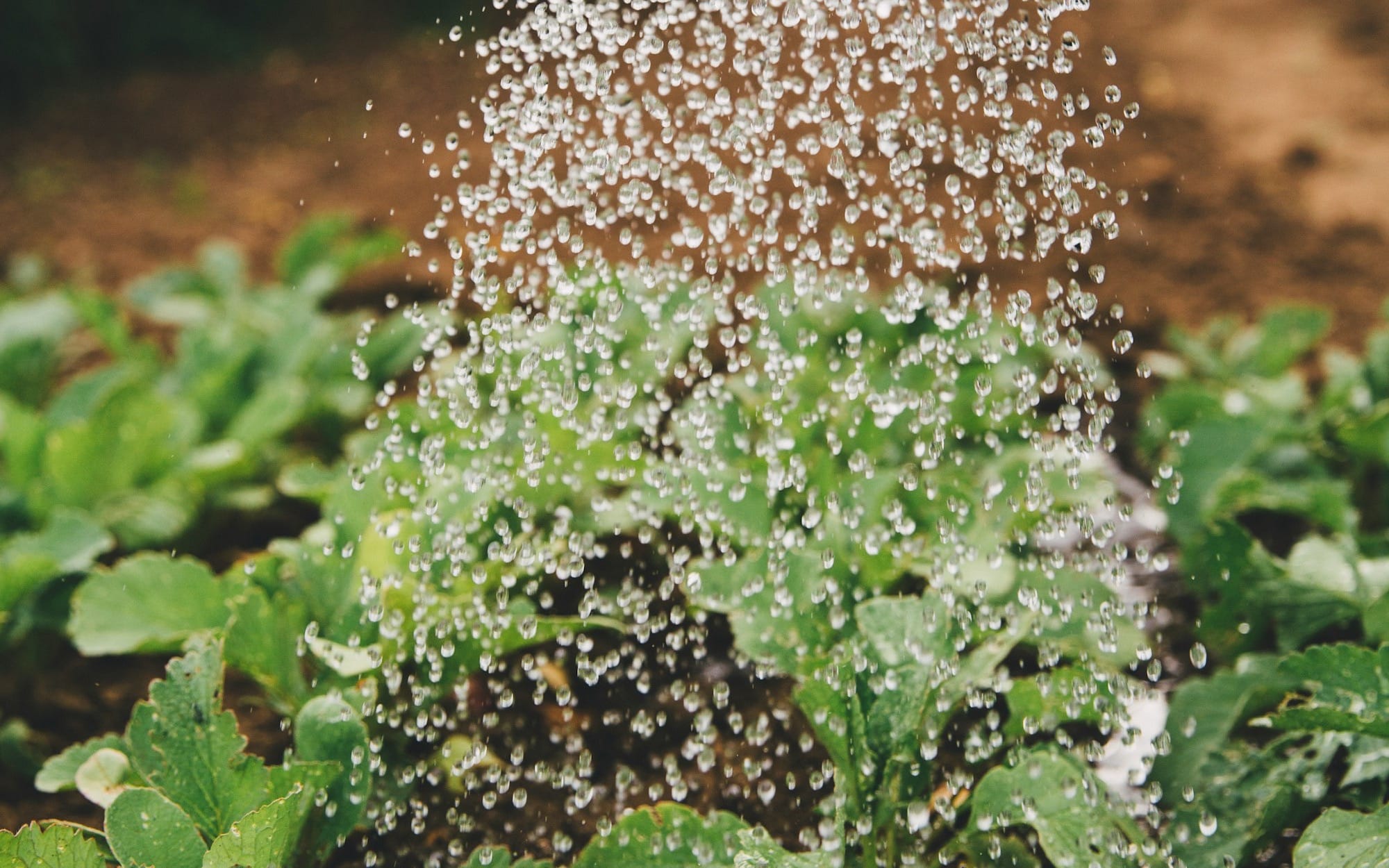 James, Paul, Works and Faith