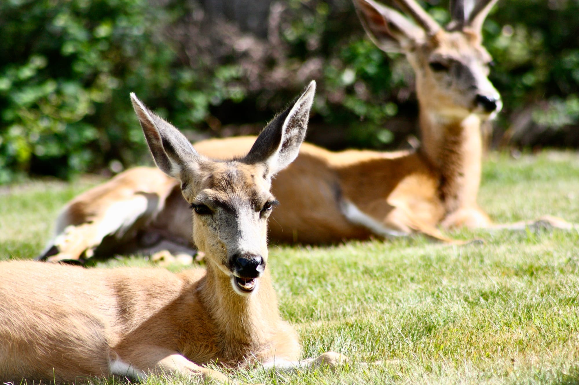 Mule deer relaxing on grass.