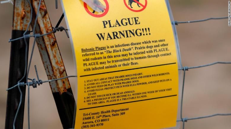 Camping at Phish Dick's is canceled. Blame the plague-infected prairie dogs.