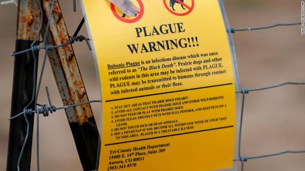 Camping at Phish Dick's is canceled. Blame the plague-infected prairie dogs.