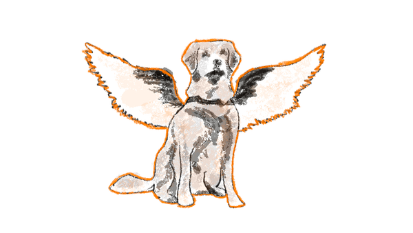 What is Dogfighting?