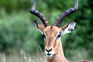 The insolent impala Or why impalas have a strange look