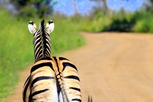 Zebra Butt The normal view of a zebra