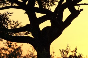 Leopard sunrise