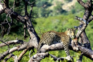 Leopard on a tree