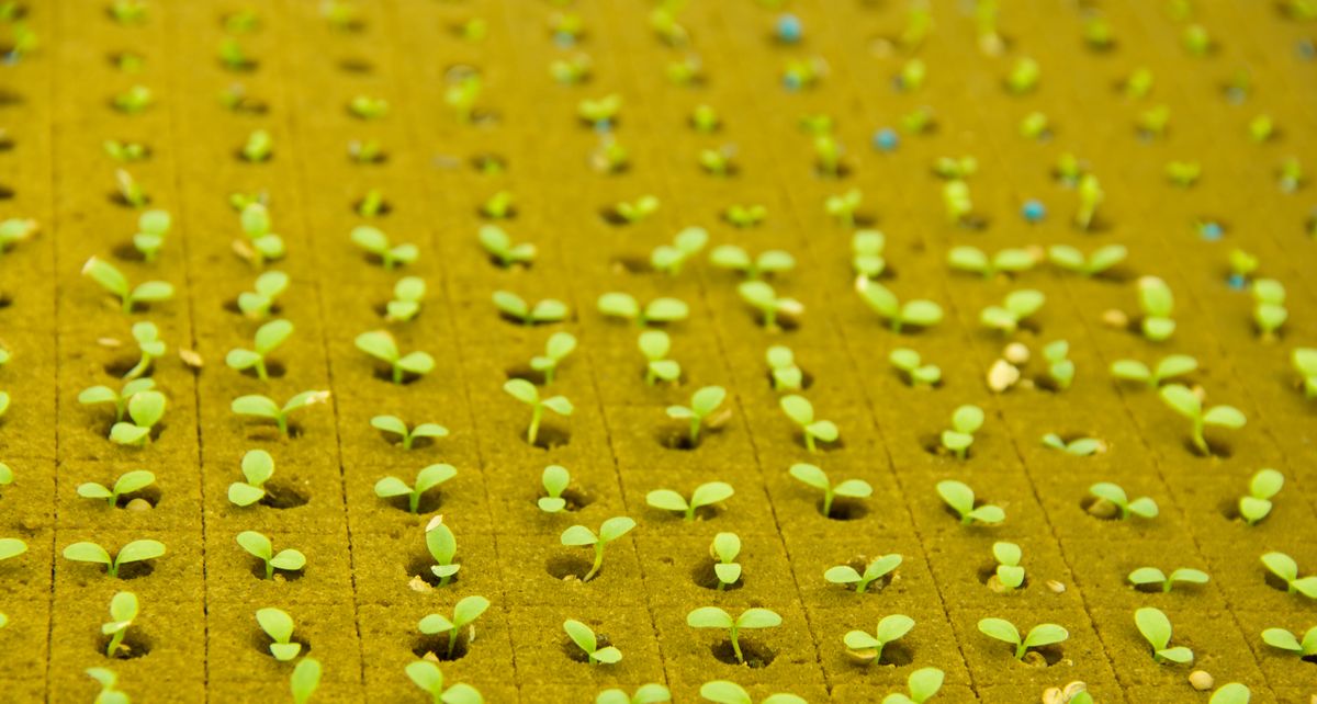 Benefits of LED Lighting for Indoor Plants: Red vs. Blue