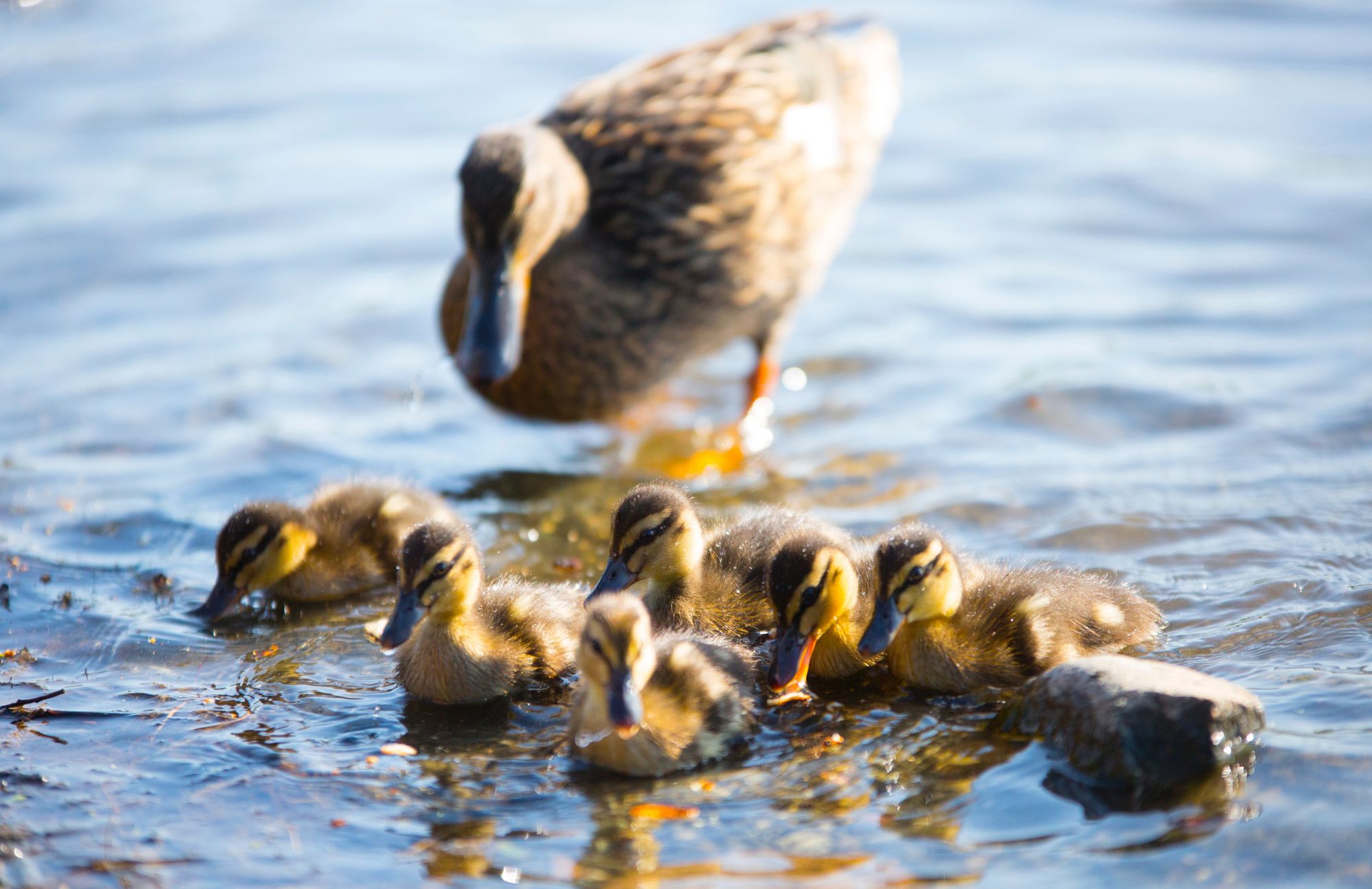 mother duck with a flock of ducks