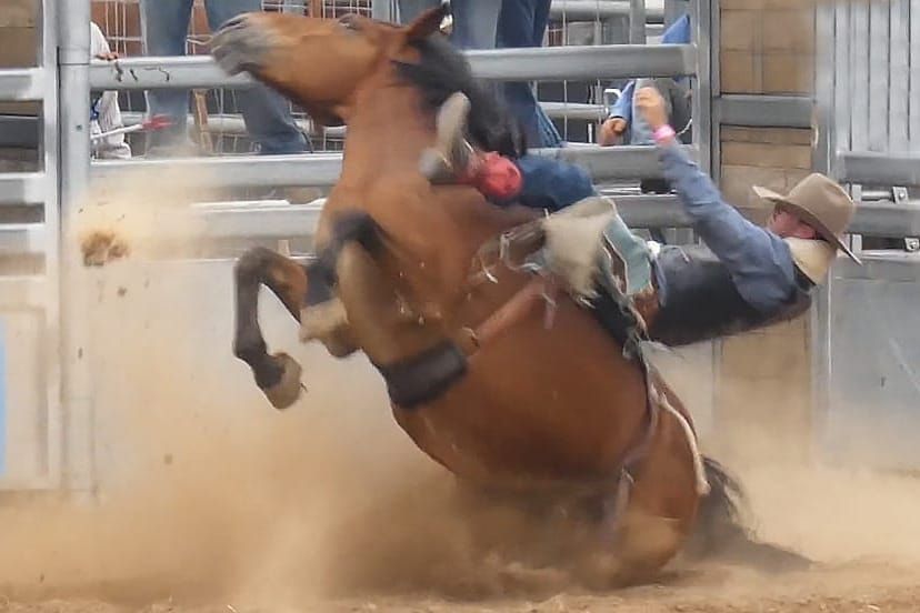Queensland government bucks responsibility for animal cruelty at rodeos