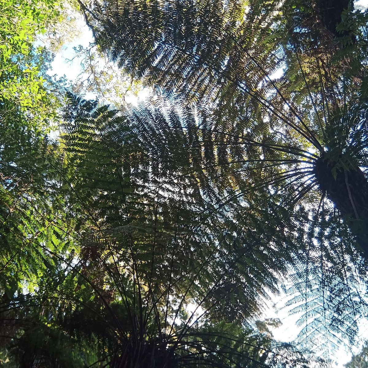 Ka Mate (Te Rauparaha)