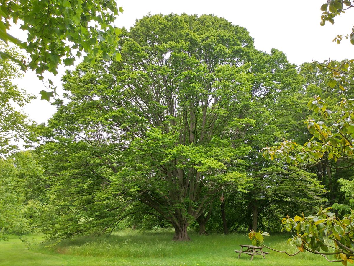 Kew Teachings