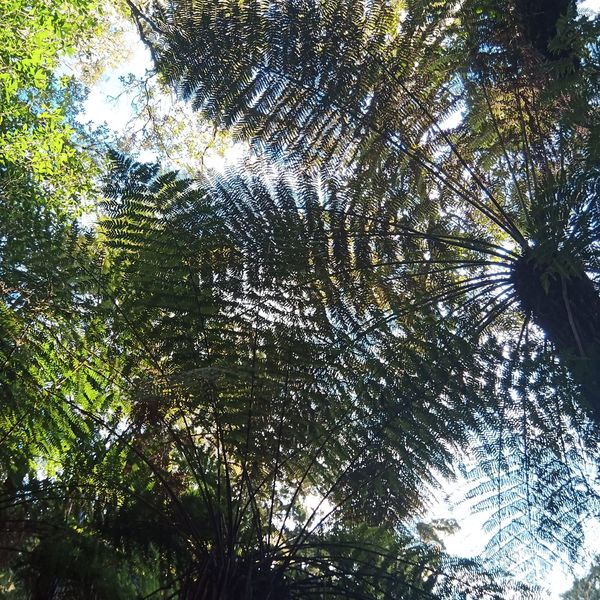 Ka Mate (Te Rauparaha)