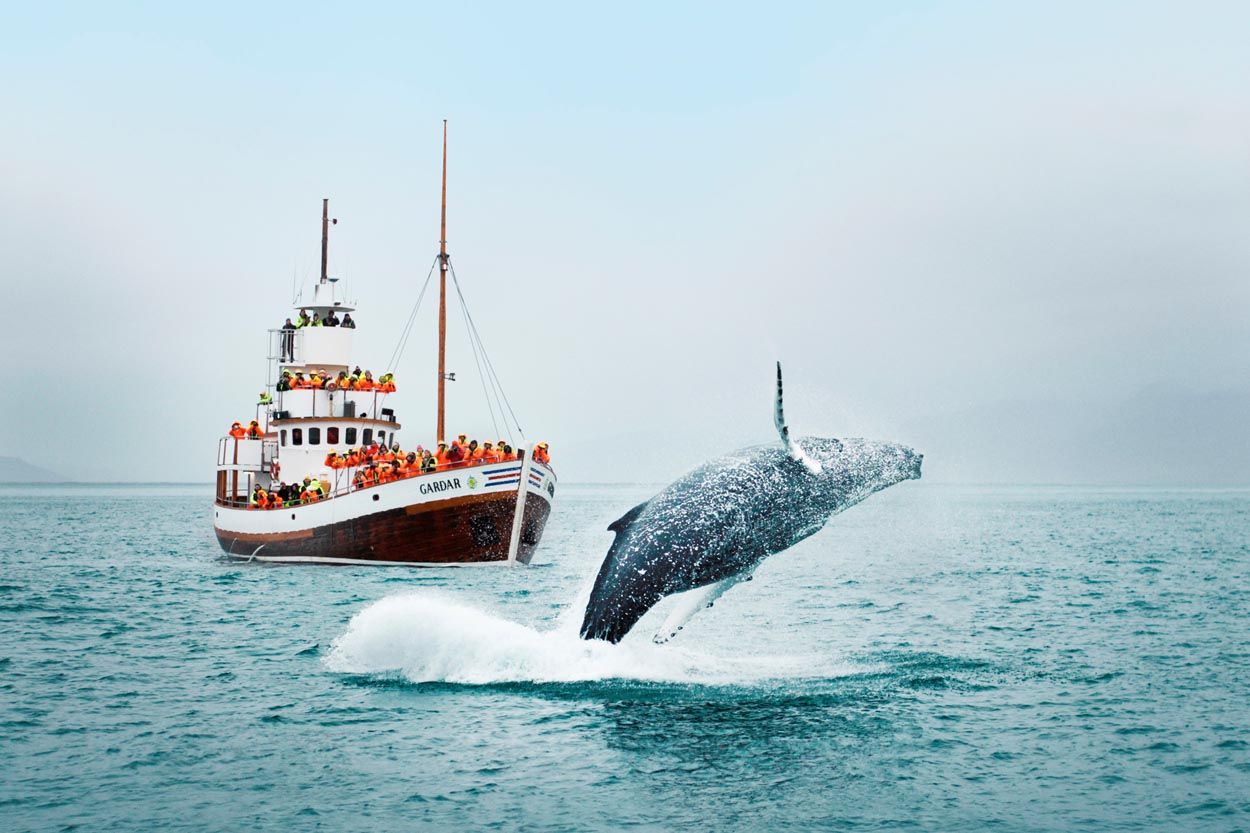 Whale breaching as tourist boat tour taking photos on a tour. 