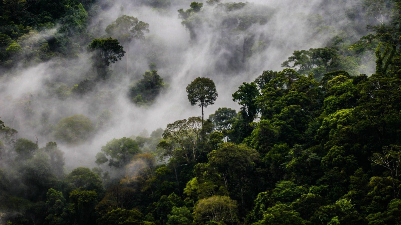 Steam coming off the Rainforest in Brunei, Borneo.