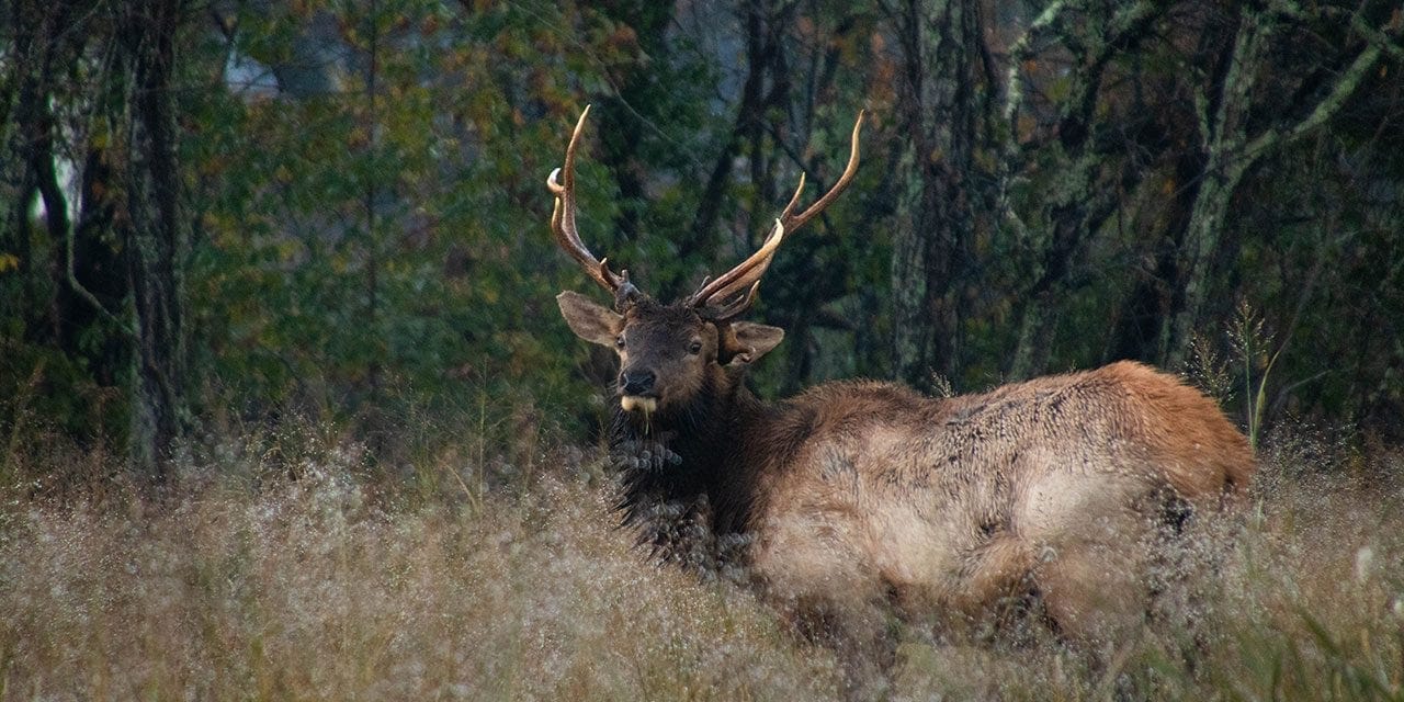 A large bull elk standing in a field at the Peck Ranch Conservation Area near Van Buren, Mo.