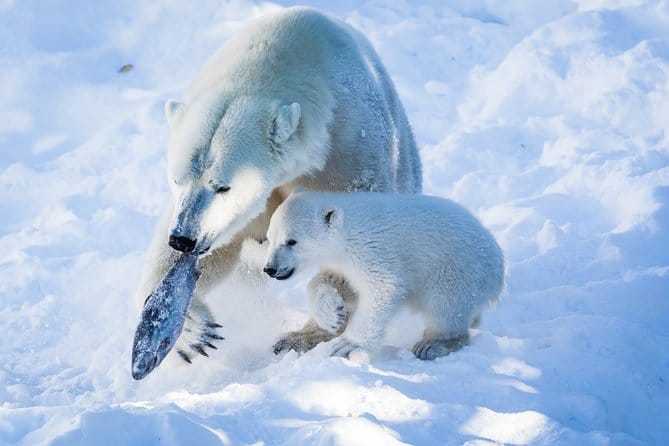 Ranua Wildlife Park