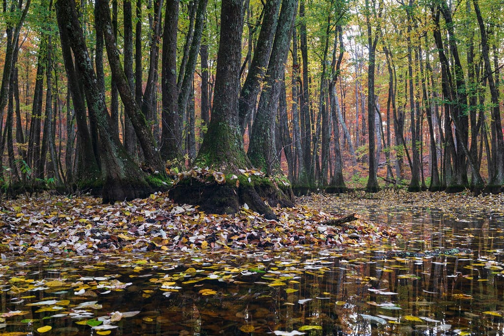 Cupola Pond Near Van Buren Missouri