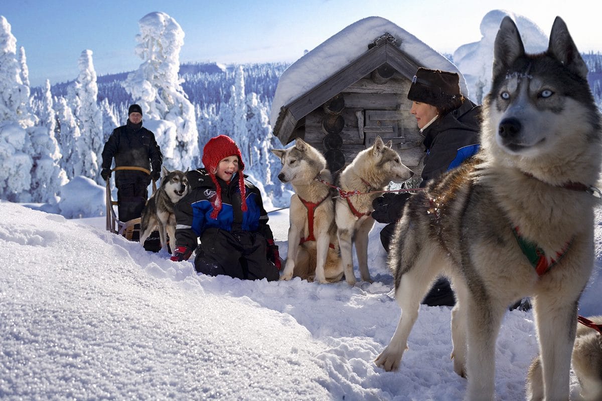 Sled dogs in the snow in Rovaniemi Finland 