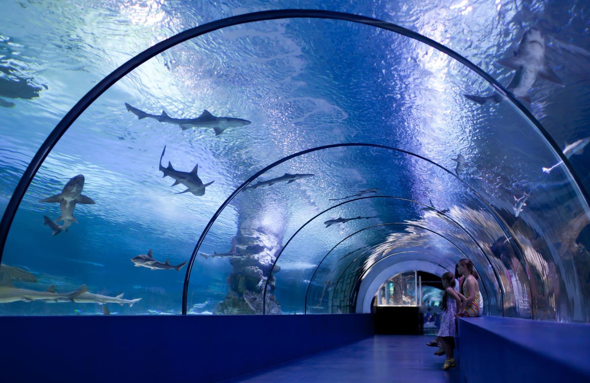 people walking through a tunnel that's inside of an aquarium that has sharks swimming over them.